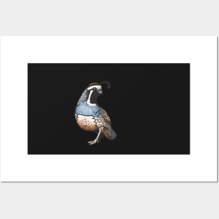 California Quail Posters and Art